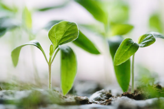 Ilustrasi manfaat biologi dalam bidang pertanian. Sumber foto: unsplash/Francesco Gallarotti