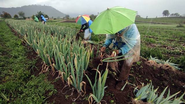 Petani di Sulawesi Utara