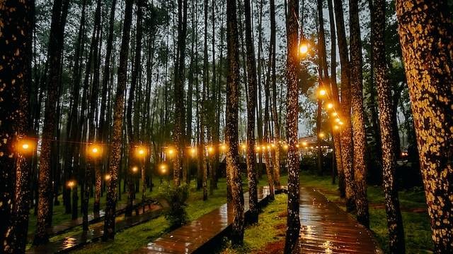 Hutan Pinus Bantul. Basikal With View. Sumber: Mhd vvn / Unsplash