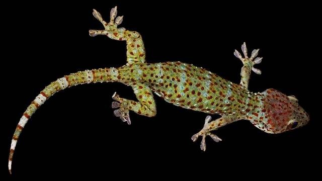 Ilustrasi perbedaan gecko dan tokek. Foto: Pixabay