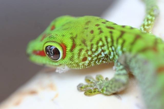 Ilustrasi perbedaan gecko jantan dan betina. Foto: Pixabay