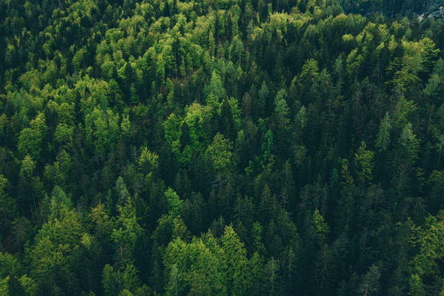 Ciri-ciri hutan musim. Foto Hanya Ilustrasi. Sumber foto: Unsplash/Adam Vradenburg