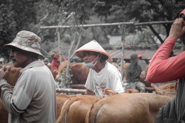 Ilustrasi rekomendasi pasar hewan Jogja, sumber foto: unsplash.com/En. ji