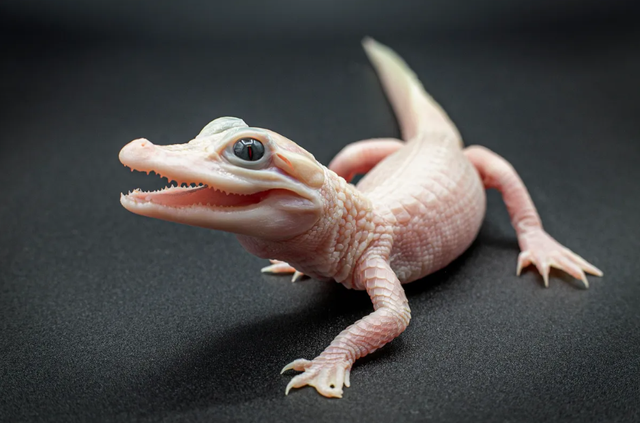 Aligator leucistic yang lahir di Gatorland, di Florida.  Foto: Gatorland/Ken Guzzetti