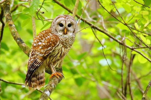 Burung hantu barred. Foto: Don Mammoser/Shutterstock