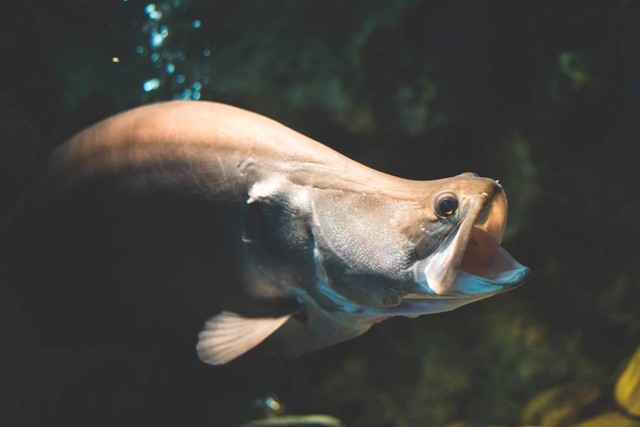 Ilustrasi ikan belida Chitala lopis. Foto: MPIX.TURE/Shutterstock