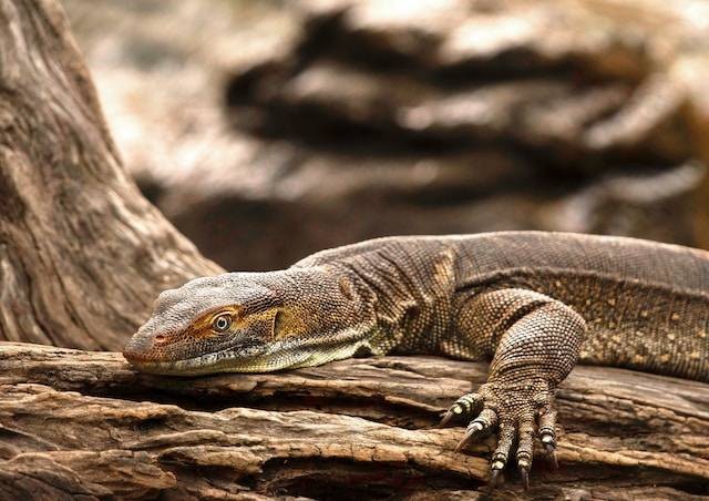 Ilustrasi rekomendasi makanan biawak kecil, sumber foto: unsplash.com/Rae Wallis