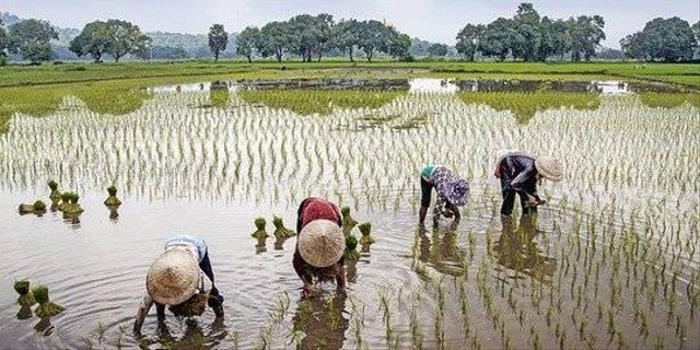 Ilustrasi Masyarakat Agraris, Foto: pixabay