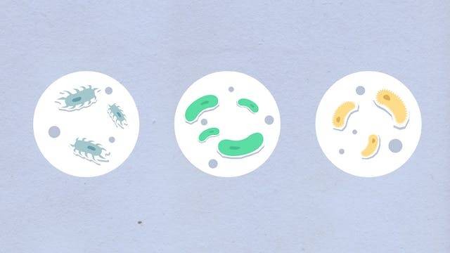 Struktur tubuh protozoa. Foto hanya ilustrasi. Sumber: Pexels/Monstera Production