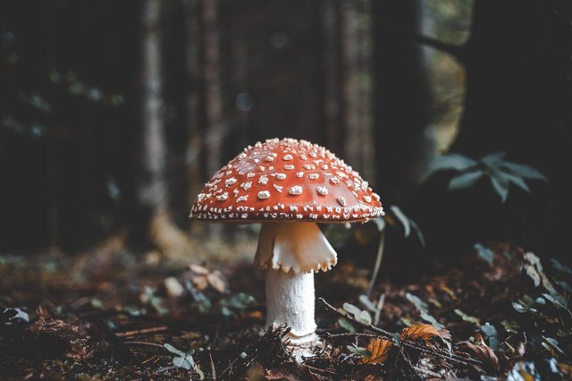 Ilustrasi Contoh Kingdom Fungi. Sumber: Unsplash/Florian van Duyn