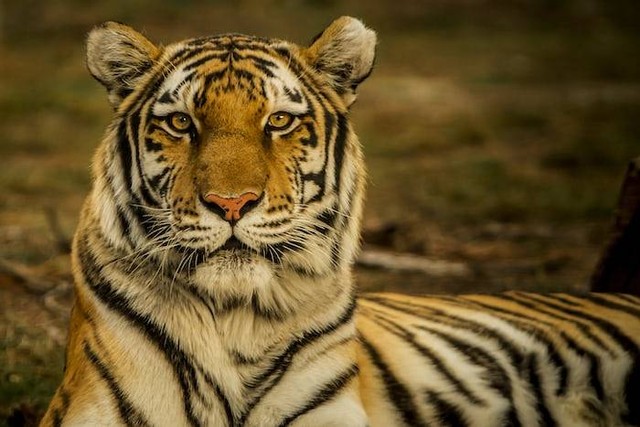 Ilustrasi Tingkatan Takson Harimau. Sumber: unsplash.com/ Blake Meyer