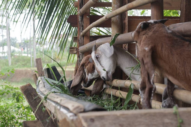 Ilustrasi kambing di Kandang. Foto: sf_freelance/Shutterstock