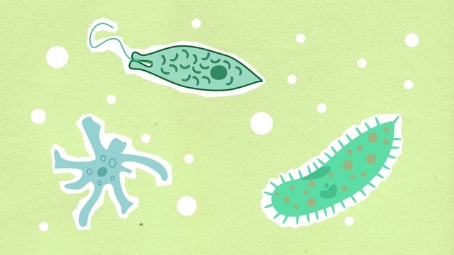 Ilustrasi Peran Protozoa bagi Kehidupan. Sumber: Pexels/Monstera Production