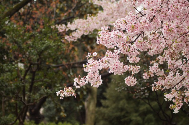 Ilustrasi Taman Sakura Cibodas. Unsplash/Don Kawahigashi.