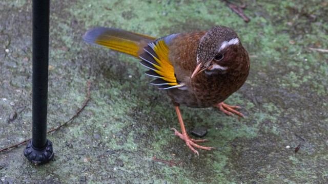 ilustrasi burung poksay (Unsplash)