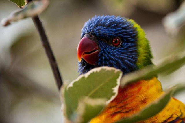 Burung perkici. Foto: Paul Dymott/Shutterstock