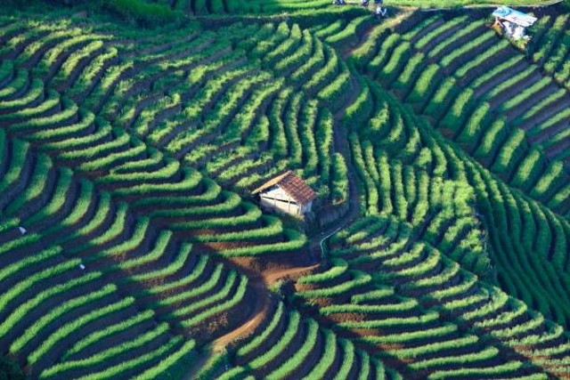 Terasering Majalengka, sumber: istock.com/khatleen juanda teo