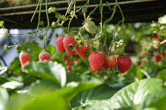 Ilustrasi tempat wisata kebun strawberry di Bandung. Sumber: Unsplash/ Henry & Co.