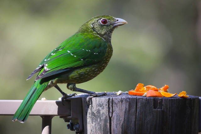 Ilustrasi makanan burung cucak ijo. Sumber foto: pexels/mark broadhurst.