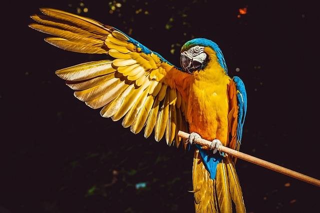 Fungsi Lambung Kelenjar pada Burung. Foto hanya ilustrasi. Sumber: Pexels