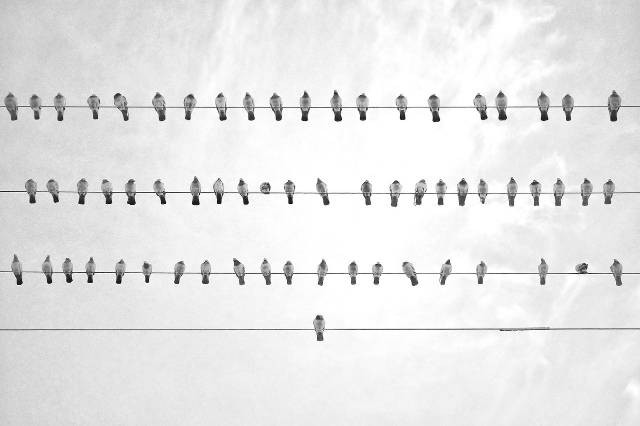 Ilustrasi cara menaikkan birahi merpati. Foto: Pixabay