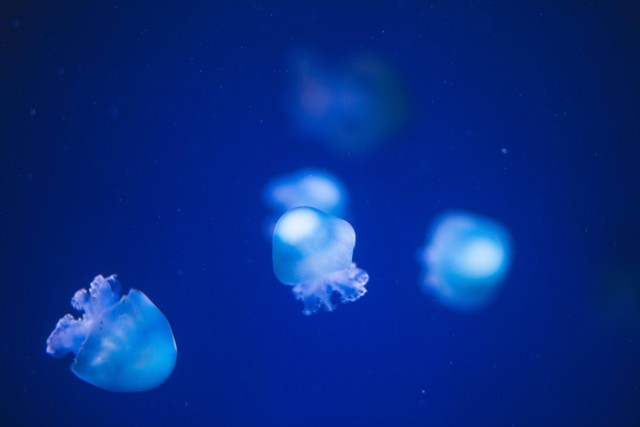 Ilustrasi Harga Tiket Masuk Oceanarium Bintaro. Foto: Pexels/Ryutaro Tsukata