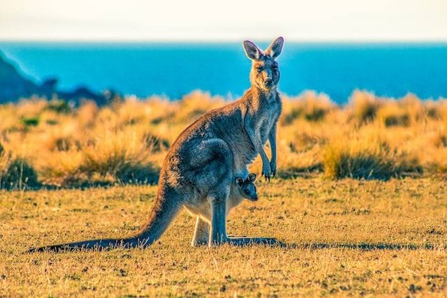 Iluatrasi Contoh Biogeografi. Sumber: unsplash.com/ Ondrej Machart