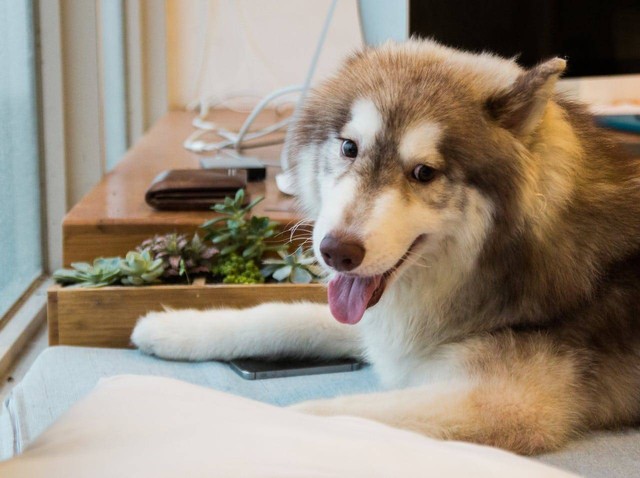 ilustrasi anjing Siberian Husky (Pexels)