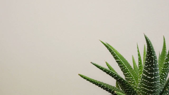 Ilustrasi tanaman lidah buaya. Sumber foto: Unsplash