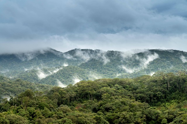 Ilustrasi komponen ekosistem hutan. Sumber: pexels.com/Quang Nguyen Vinh