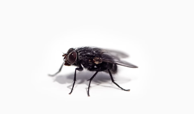 Ilustrasi daur hidup lalat. Sumber: Unsplash/Chris Curry