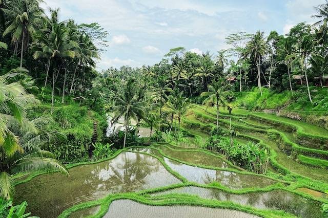 Ilustrasi kabin tengah sawah di Gianyar. Foto hanya ilustrasi bukan tempat sebenarnya. Sumber foto: Unsplash.com/Max Kukurudziak