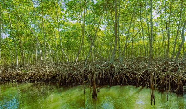 Ilustrasi Fungsi Ekonomis Hutan Mangrove. Sumber: www.unsplash.com