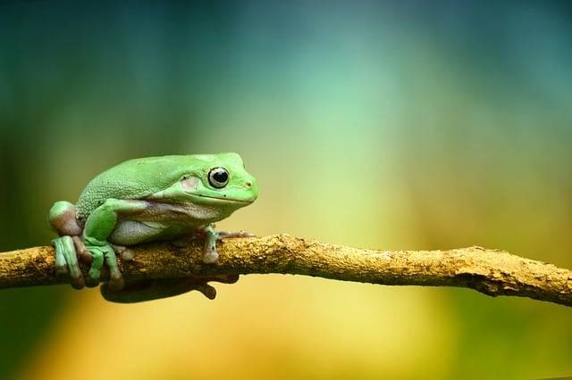 Ilustrasi daur hidup katak. Foto: Pixabay.