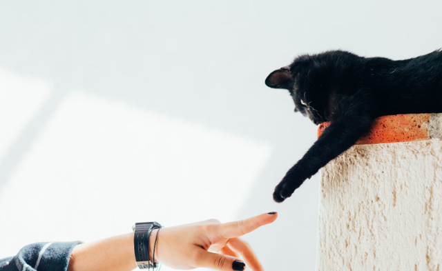 Petshop jogja. Foto hanya ilustrasi, bukan tempat sebenarnya. Sumber: Unsplash/Humberto Arellano