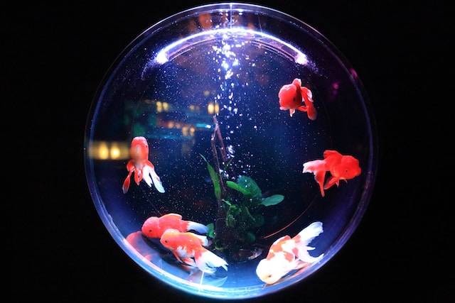 Toko Aquarium di Bandung. Foto hanya ilustrasi, bukan tempat yang sebenarnya. Sumber foto: Unsplash/Kazuend