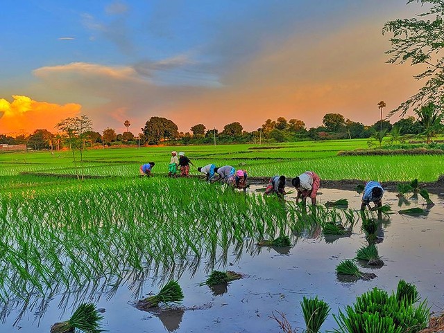 Latar Belakang Revolusi Hijau Dan Dampaknya Di Indonesia | Kumparan.com