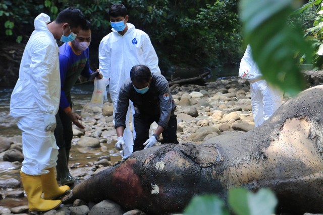 Petugas BKSDA Aceh bersama tim dokter hewan membedah bangkai gajah Sumatera (Elephas maximus sumatrensis) saat proses nekropsi di kawasan Hutan Desa Lancong, Sungaimas, Aceh Barat, Aceh, Rabu (20/12/2023). Foto: Syifa Yulinnas/ANTARA FOTO