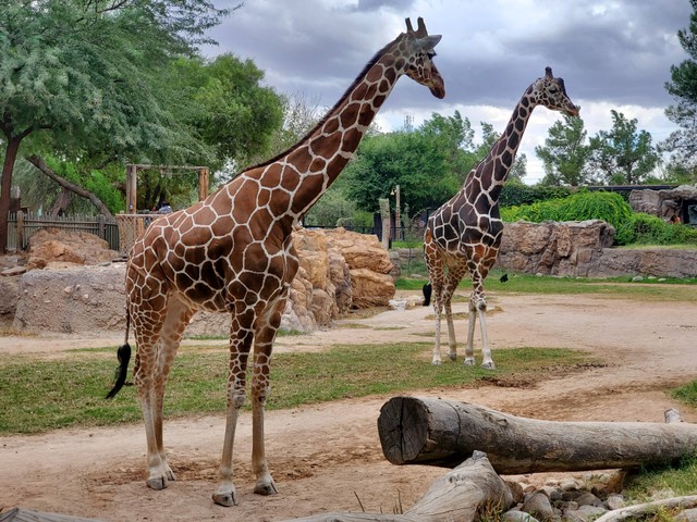 Gembira Loka Zoo Yogyakarta. Foto hanya sebagai ilustrasi. Sumber: Unsplash/Alex Kairoff.