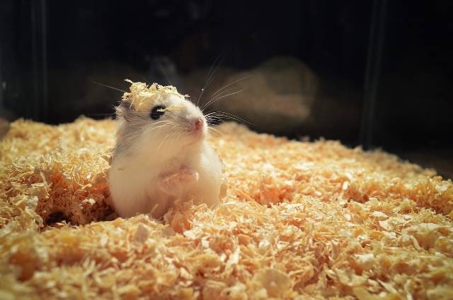 Ilustrasi jenis hamster yang suka menggigit. Foto: Pixabay