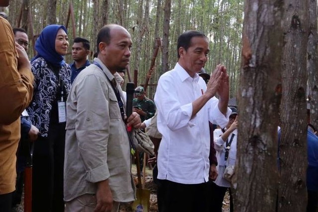 Presiden Jokowi meninjau Miniatur Hutan Hujan Tropis Nusantara, di Kawasan IKN, Rabu (20/12/2023) Foto: Tirta Investama/HO ANTARA