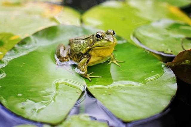 Ilustrasi sistem pencernaan katak. Foto: Pixabay.