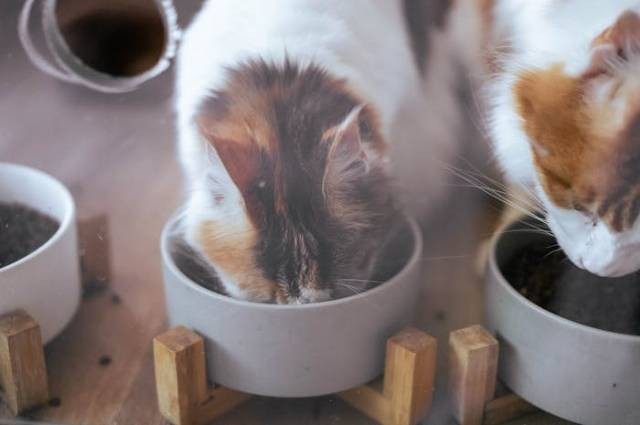 Ilustrasi manfaat air gula merah untuk kucing, sumber foto: .M.Q Huang by pexels.com