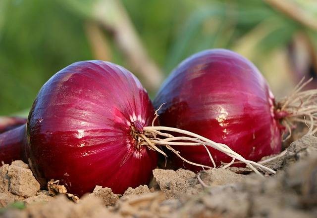Ilustrasi cara budidaya bawang merah. Sumber: pixabay