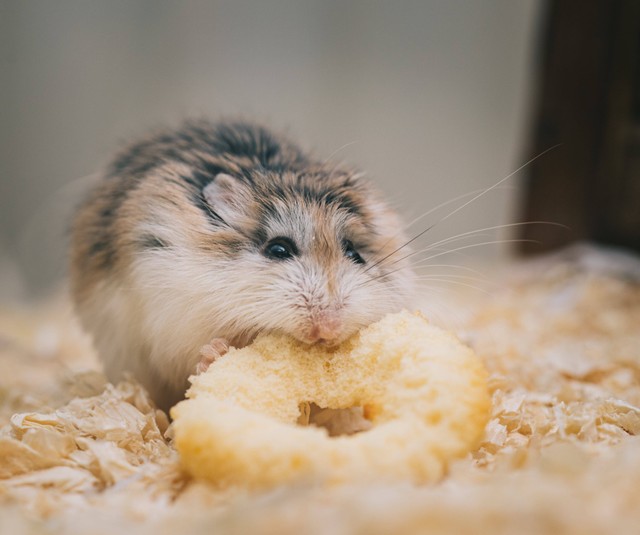 Ilustrasi : Cara Melatih Hamster agar Pintar. Sumber : Ellie Burgin/Pexels.com
