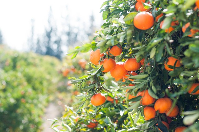  Ilustrasi Taman Buah Lubuk Pakam, Foto Unsplash/Max