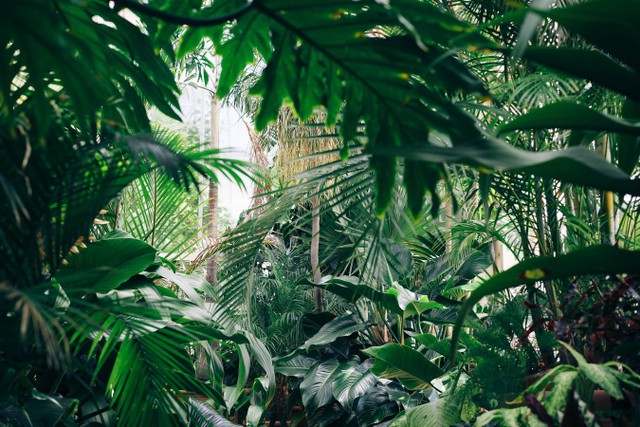 [Aktivitas di Kebun Raya Bedugul] Foto hanya ilustrasi, bukan tempat sebenarnya. Sumber: unsplash/ChrisAbney