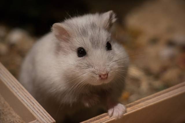 Ilustrasi ciri-ciri hamster stress. Foto: Pixabay