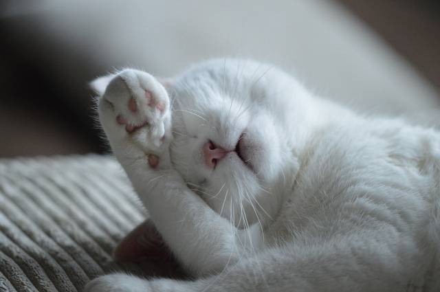 Ilustrasi posisi tidur kucing saat sakit. Foto: Pixabay