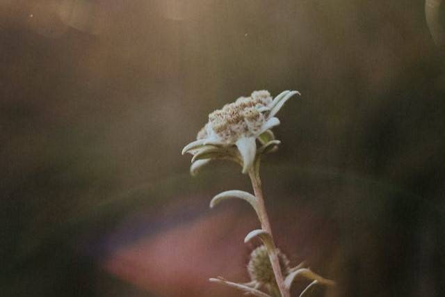 Arti Bunga Edelweiss yang Sering Disebut Bunga Abadi. Foto: Pexels